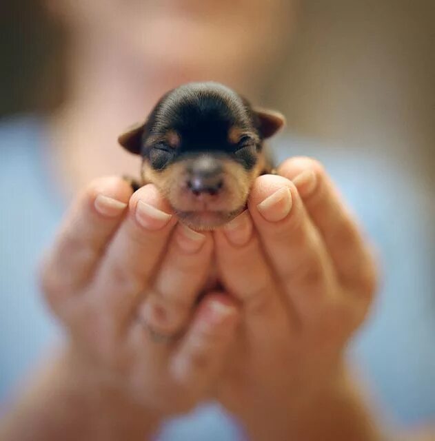 Покажи мне маленьких щенков на фото newly born. Cute baby animals, Cute animals, Baby animals