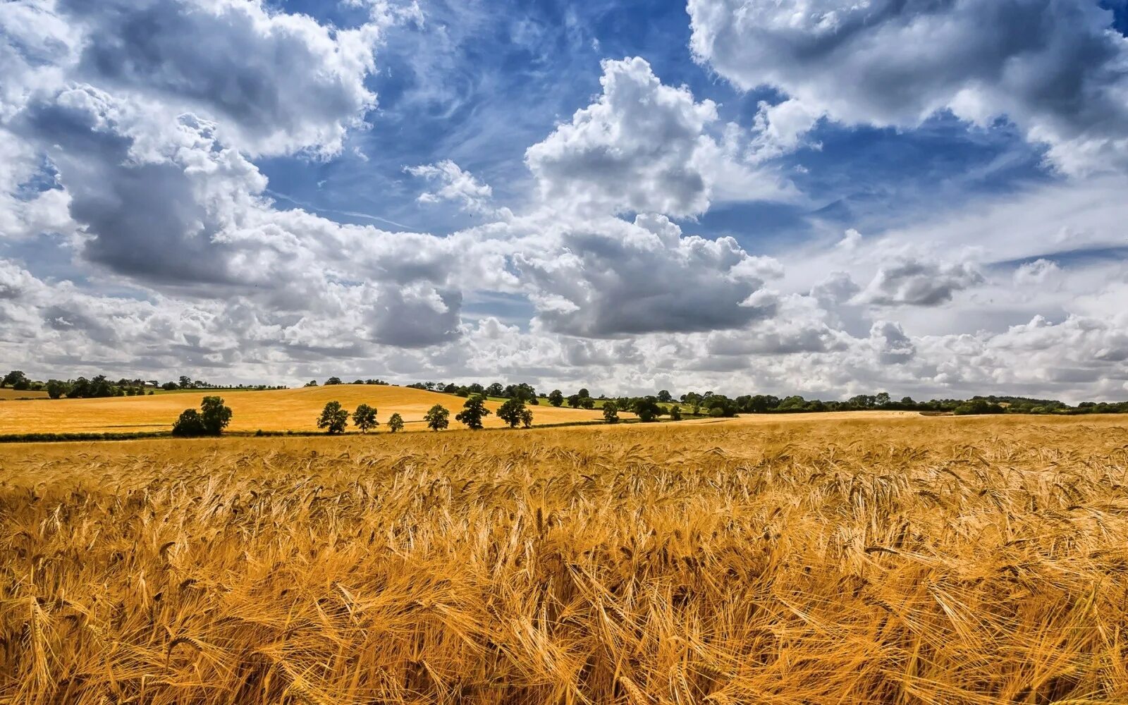 Покажи поле фото Wallpaper : landscape, food, nature, sky, field, horizon, wheat, steppe, cloud, 