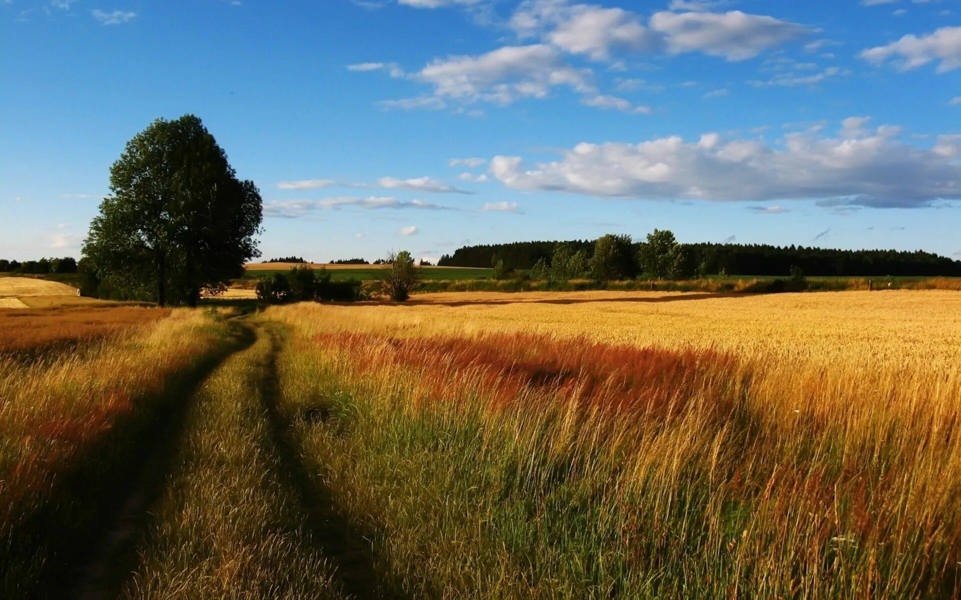 Покажи поле фото пшеница, рожь, поле, дорога, дерево Country roads, Seasons of the year, Farmland