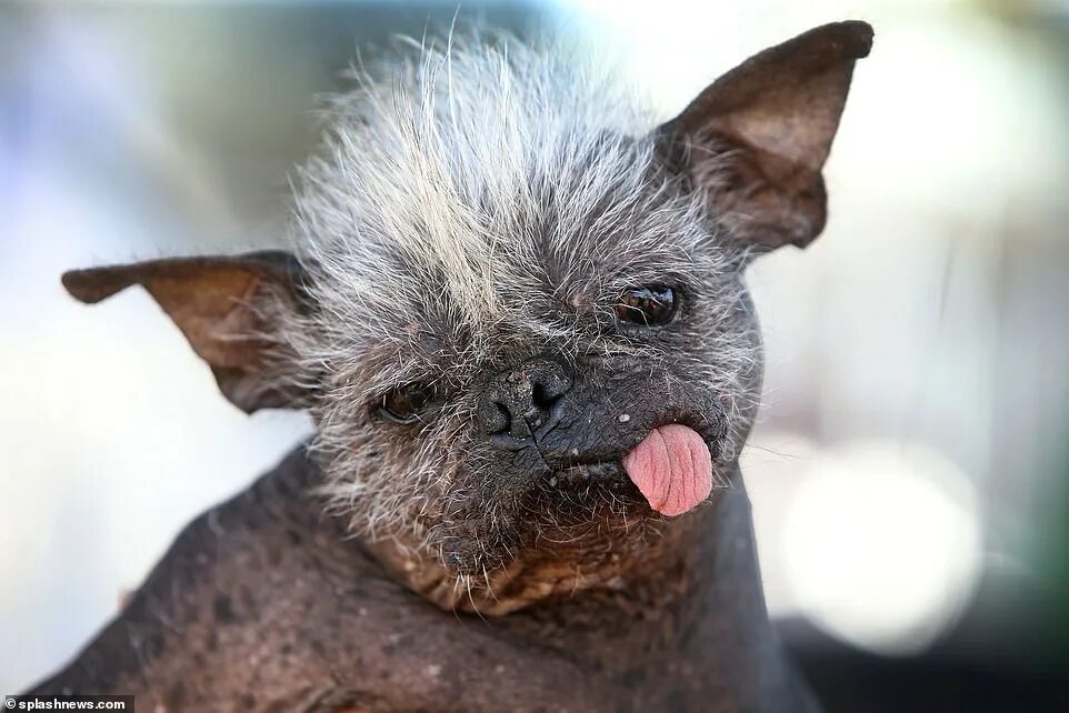 Покажи самое страшное фото в мире Mr Happy Face: Meet the World's Ugliest Dog Daily Mail Online