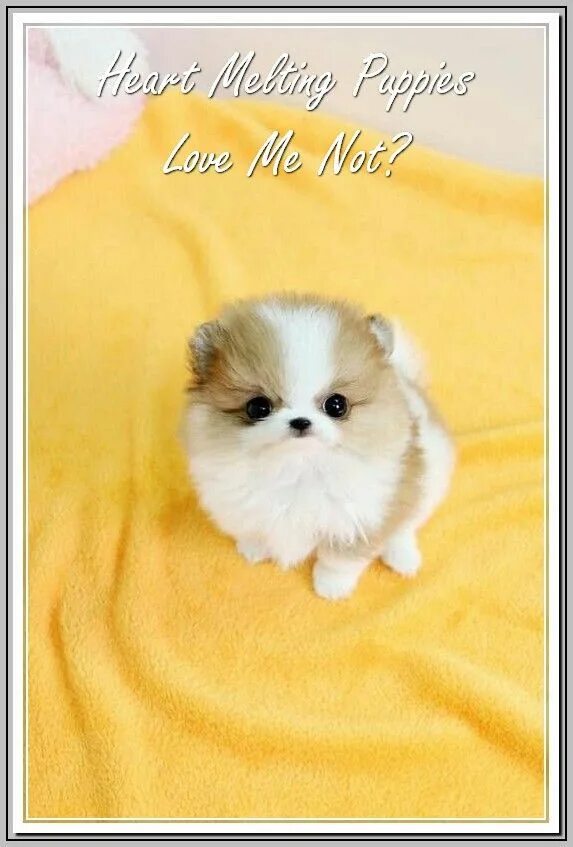 Покажи самые милые фото Great Ideas About Dogs - Trasedogs Pomeranian puppy teacup, Pomeranian puppy, Pu