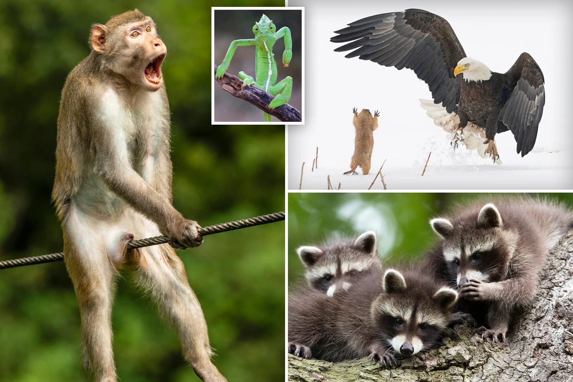 Покажи самые смешные фото Comedy Wildlife Photography Awards 2021: Here are the winners