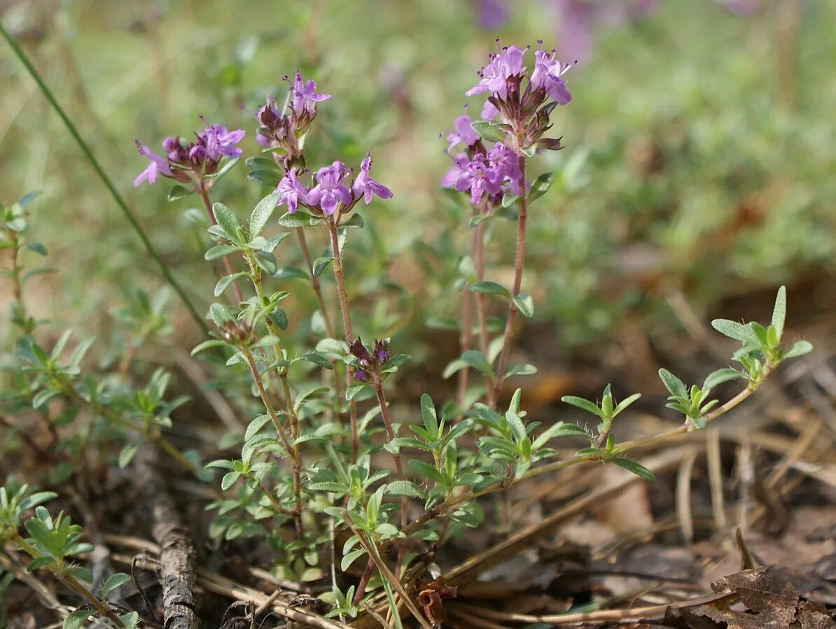 Покажите фото травы чабрец File:Thymus serpyllum kz1.jpg - Wikimedia Commons