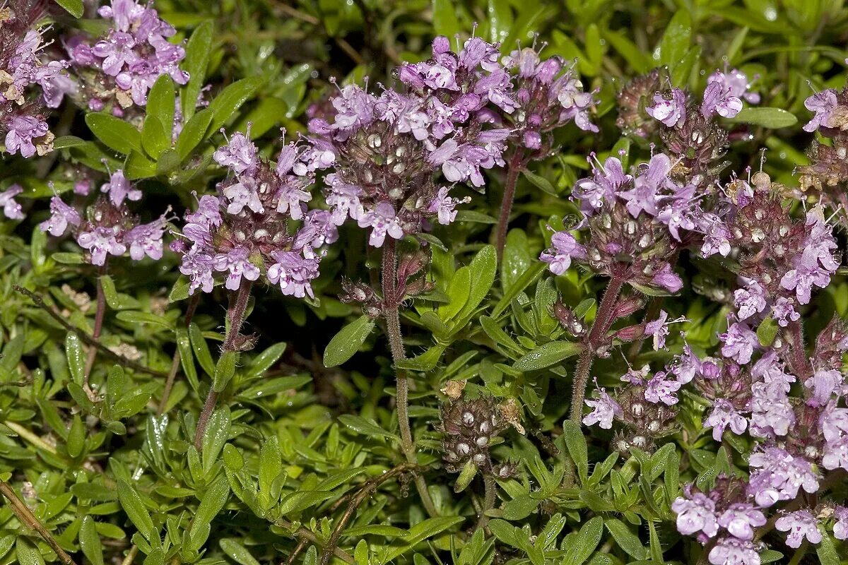 Покажите фото травы чабрец Thymus doerfleri - Вікіпедія