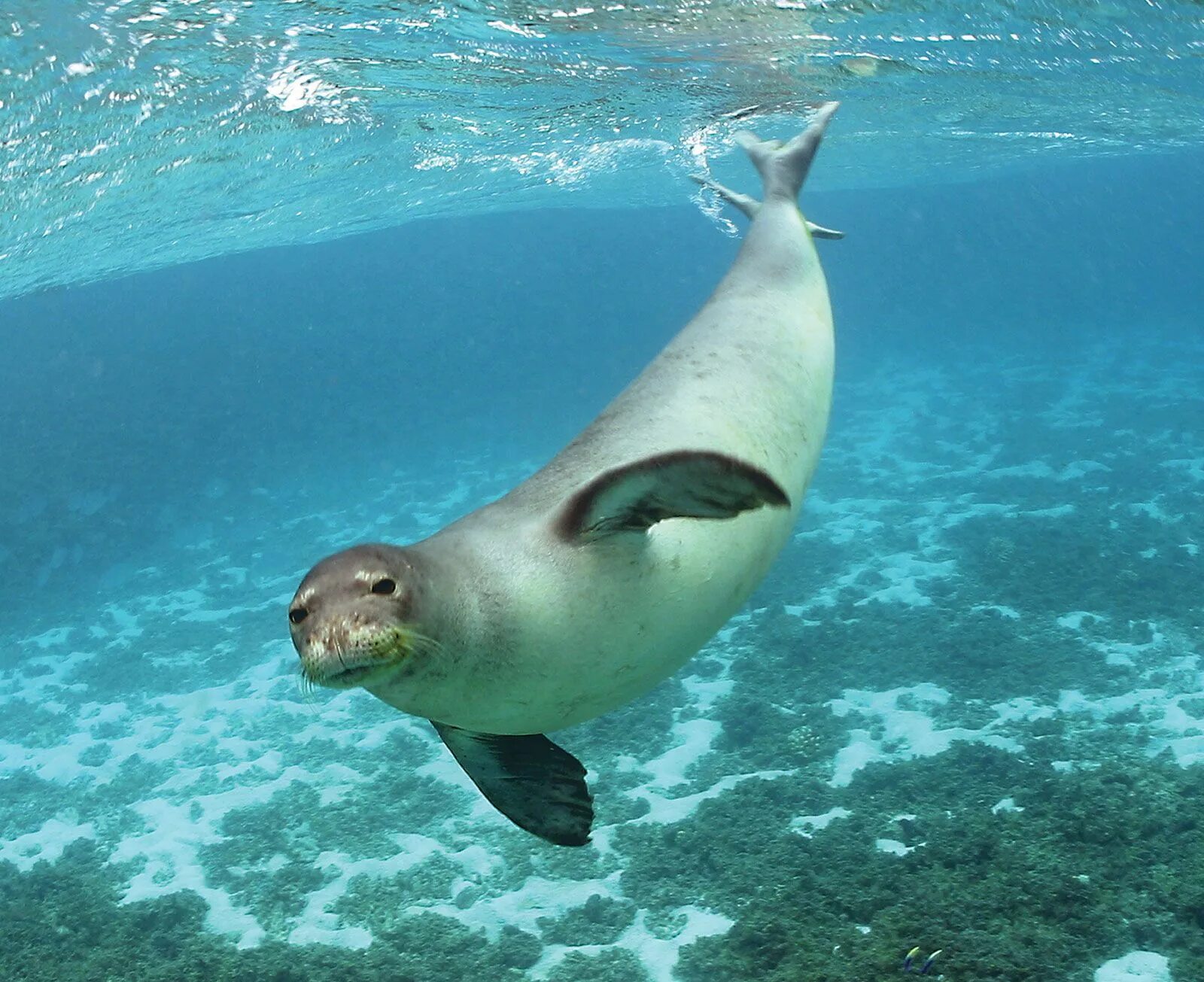 Galapagos Tour Natural Habitat Adventures Galapagos islands, Sea lion, Galapagos