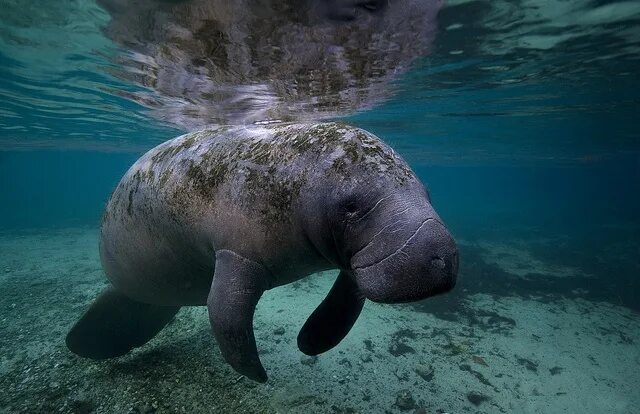 Покажите картинки морских животных Manatee at Crystal River in Florida Manatee, Fort myers beach, Fort myers