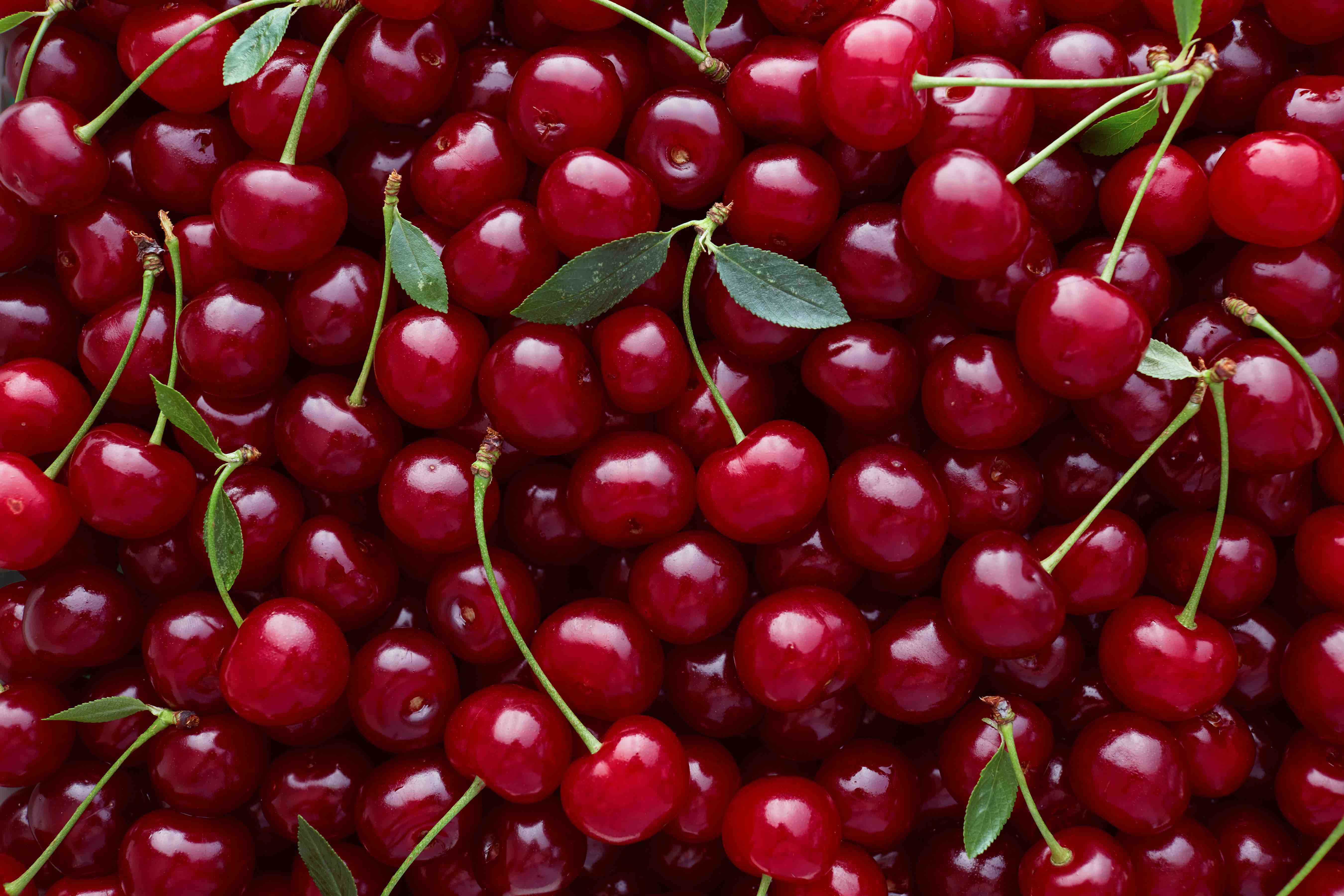 Покажите вишня фото Fresh Sweet Cherry Offers From Turkiye Gallery