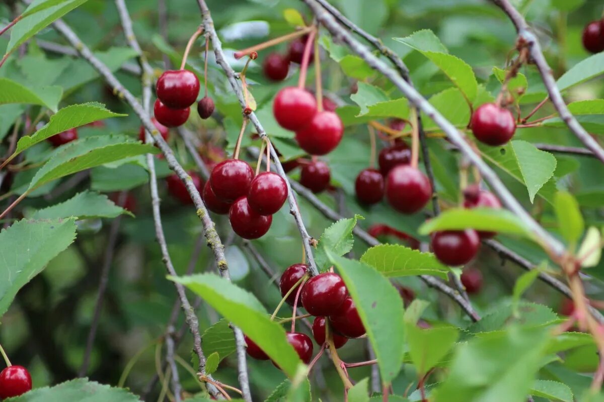 Покажите вишня фото Free Images : branch, fruit, berry, flower, ripe, food, red, produce, evergreen,