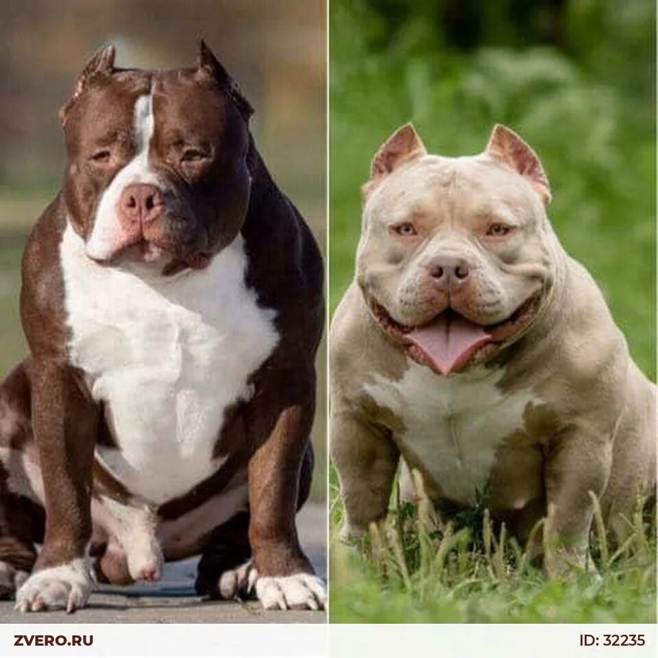 AMERICAN BULLY PUPPIES FOR SALE & UPCOMING BREEDINGS: VENOMLINE POCKET BULLY KEN