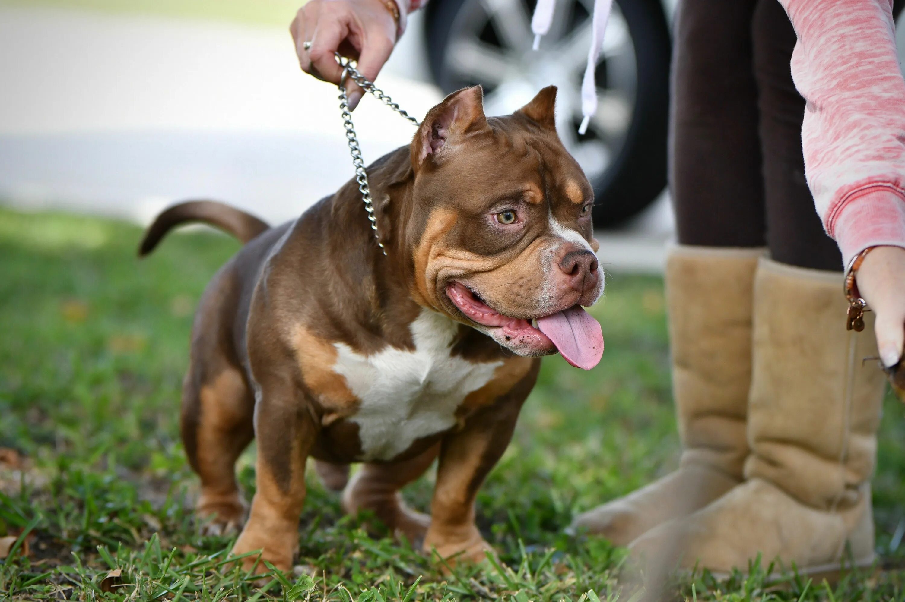 Покет собака фото THE FLASHY TRI COLOR AMERICAN BULLY PUPPIES OF VENOMLINE American bully, America