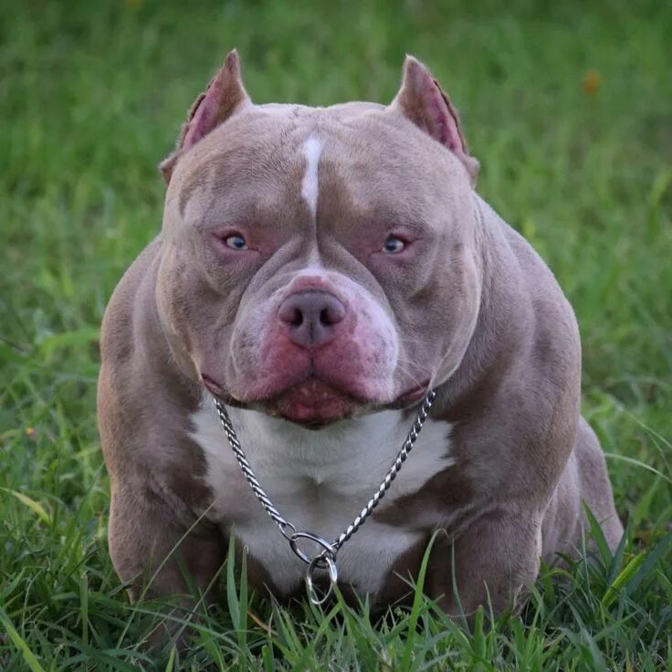 Покет собака фото THE BEST POCKET AMERICAN BULLY STUDS 2019 BULLY KING MAGAZINE VENOMLINE STUDS FE