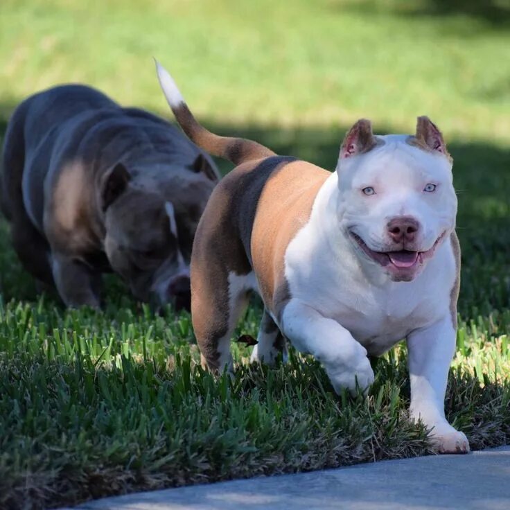 Покет собака фото AMERICAN POCKET BULLY BREEDING PHENOTYPE & GENOTYPE American bully, Bully breeds