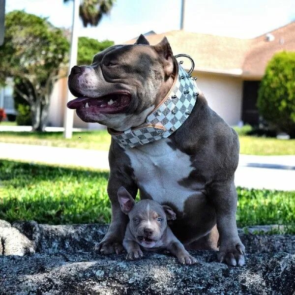 Покет собака фото TEXAS SIZE BULLIES American bully, Bully blue, Bully breeds