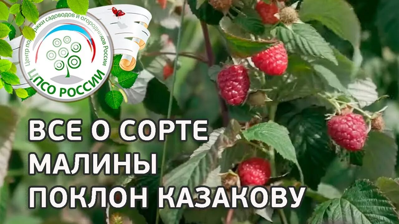 Поклон казакову малина описание сорта фото отзывы Сорт малины Поклон Казакову. Ремонтантная малина Поклон Казакову, описание и осо