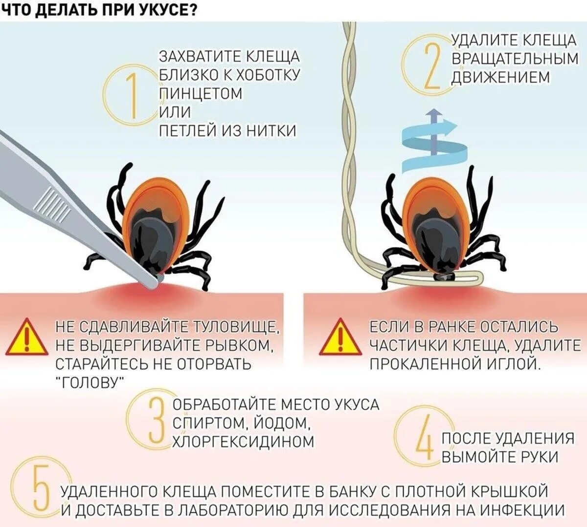 Укус клеща первая симптомы