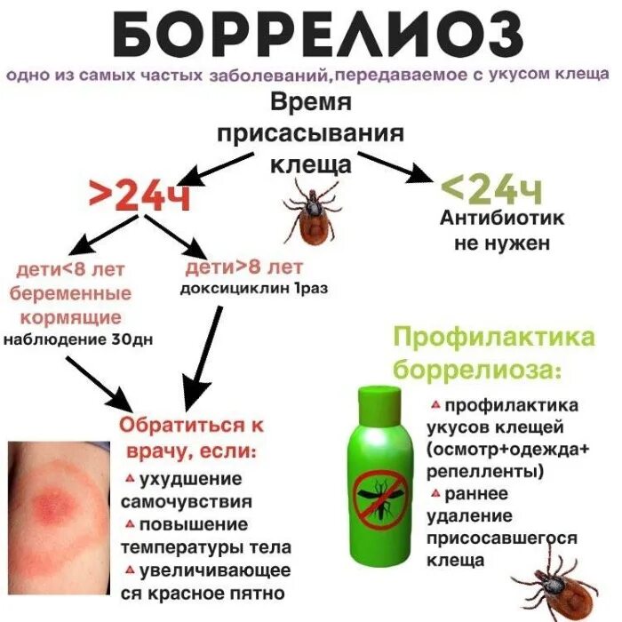 Покраснение после укуса клеща фото Новости и репортажи