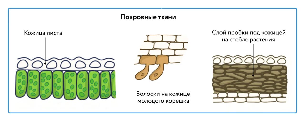 Покровная ткань фото Верные суждения о покровной ткани пробки - найдено 71 картинок