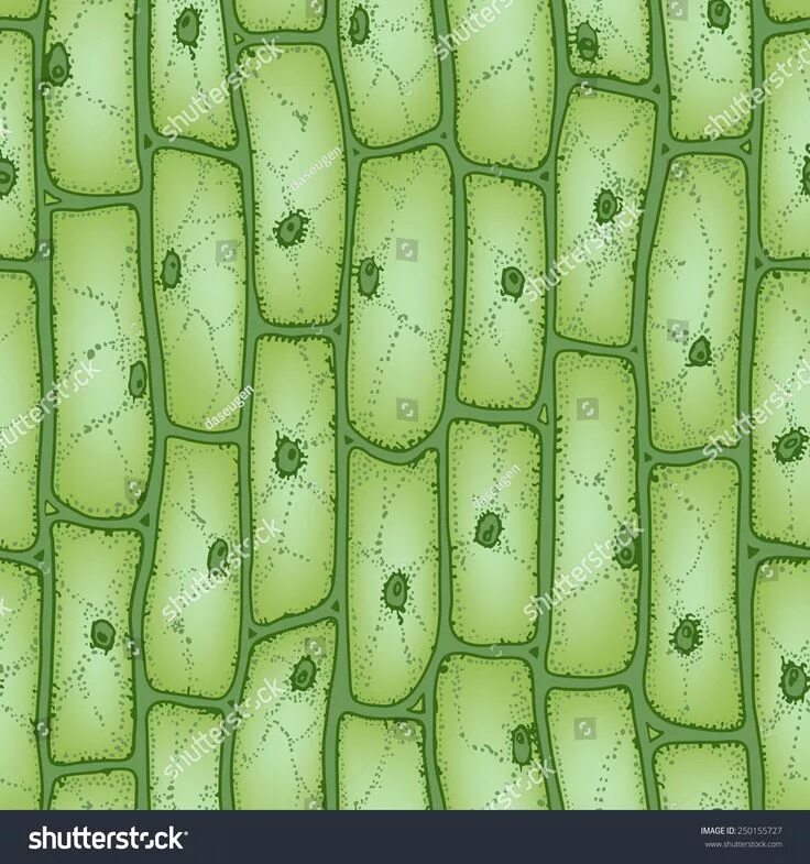 Покровная ткань фото Green plant cells under microscope seamless vector pattern Célula vegetal, Fotog