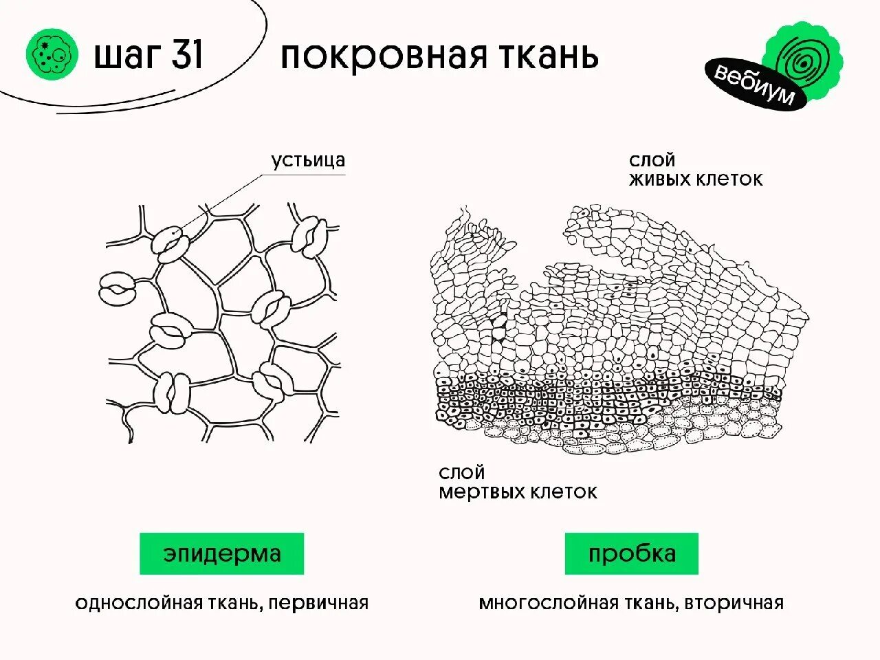 Покровная ткань фото Состав покровных тканей растения - найдено 65 картинок