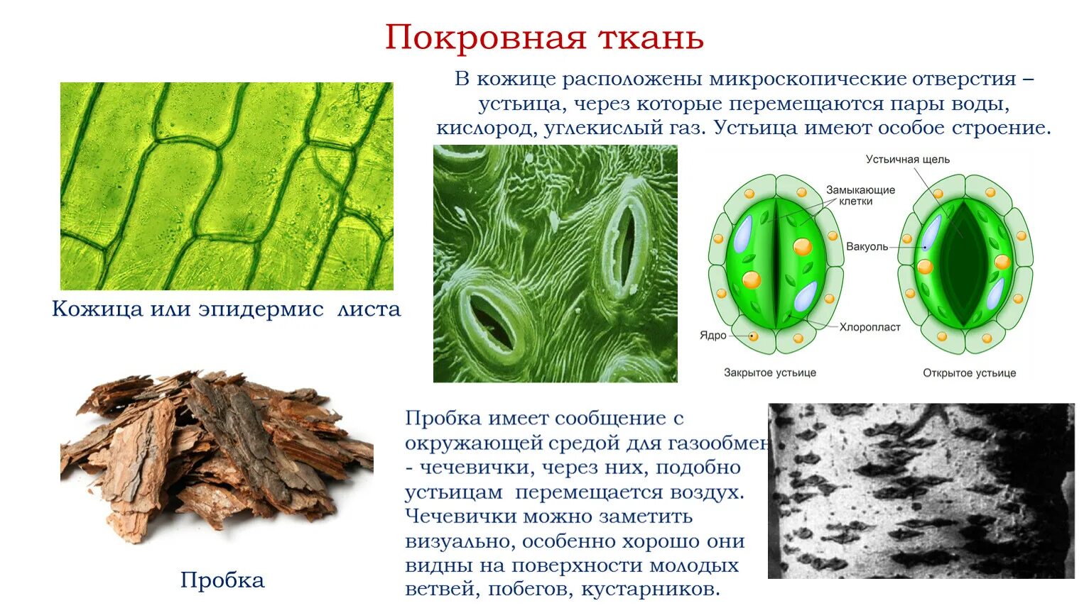 Покровная ткань фото Ткань кожицы