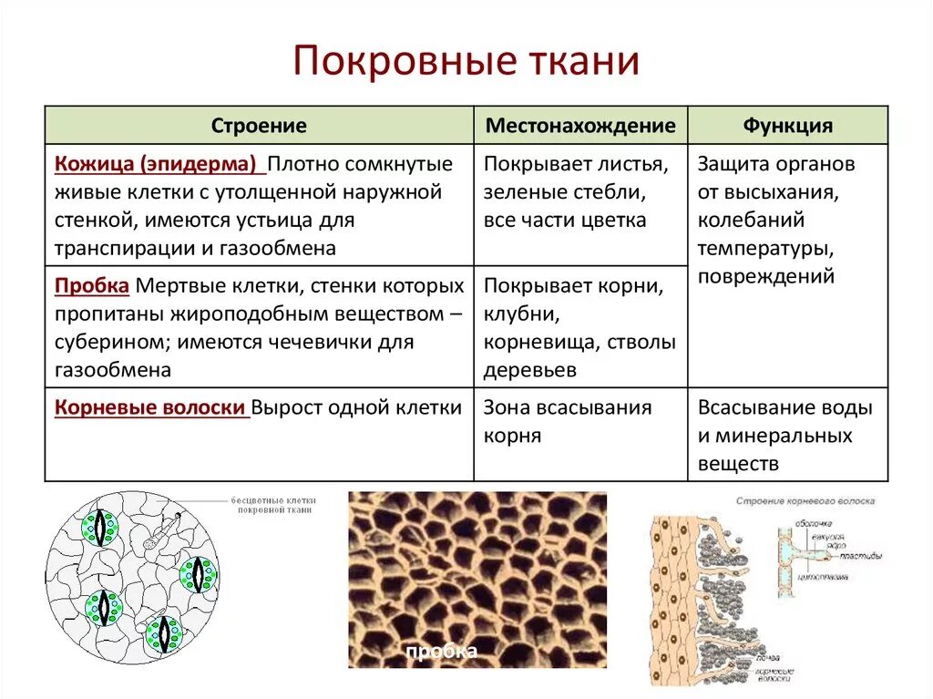 Покровная ткань фото Группа ткани строение клетки