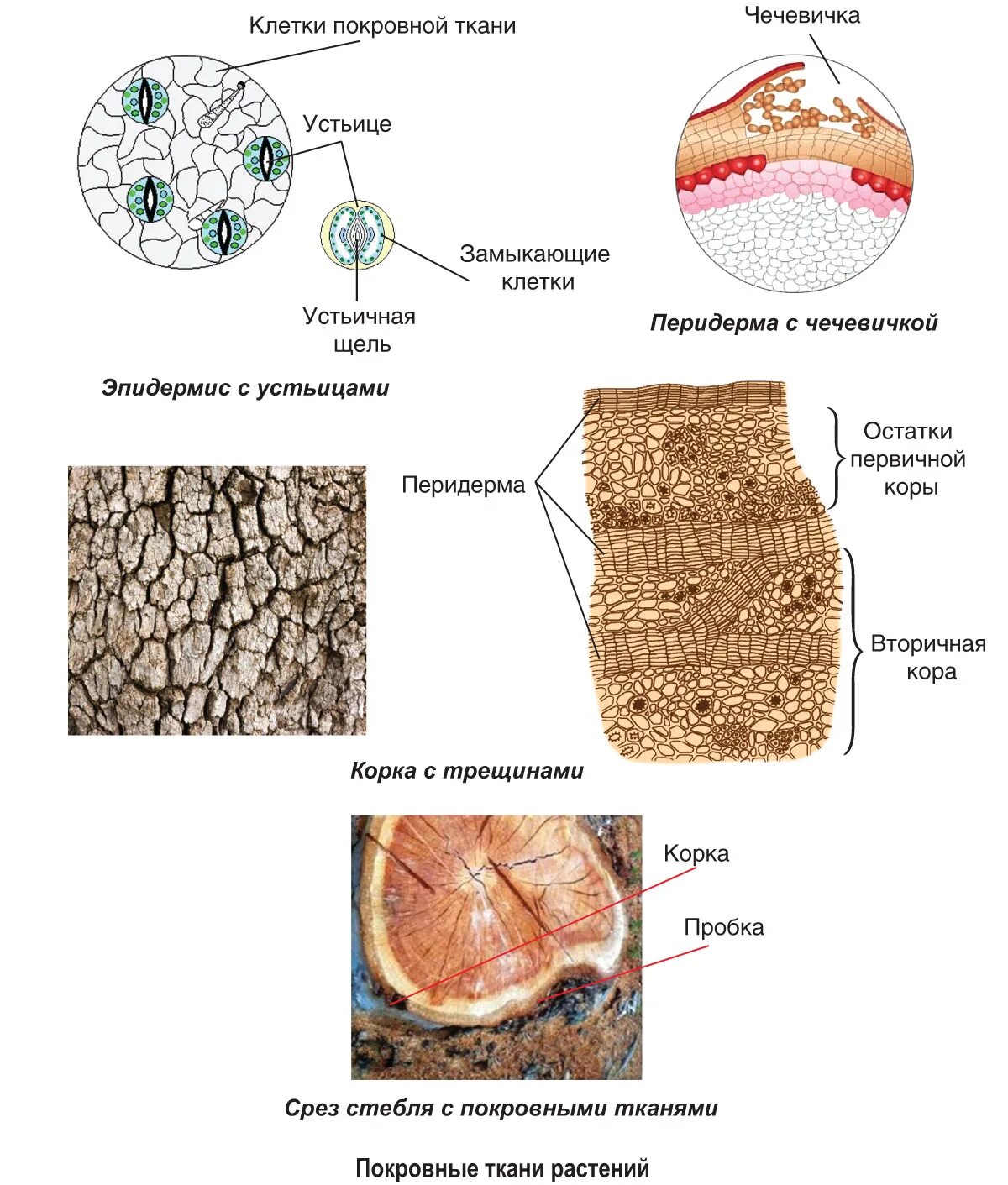 Покровная ткань фото 0—2. Характеристика строения и функций тканей растений: Покровные ткани