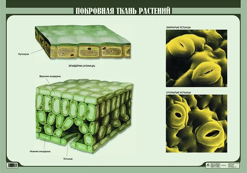 Покровная ткань фото Практическая работа по теме: "Ткани растений" 5 класс