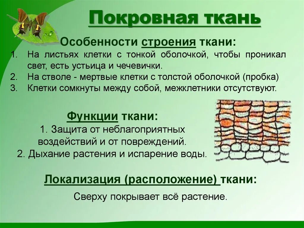 Покровная ткань фото Образовательная покровная