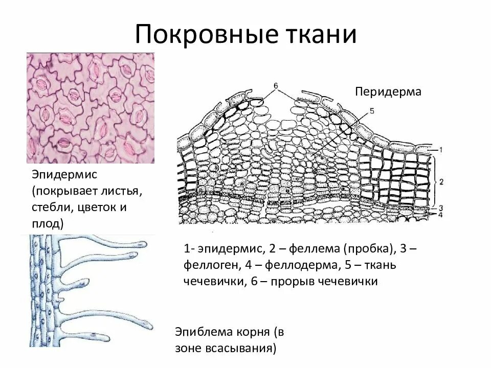 Покровная ткань фото Верные суждения о покровной ткани пробки - найдено 71 картинок