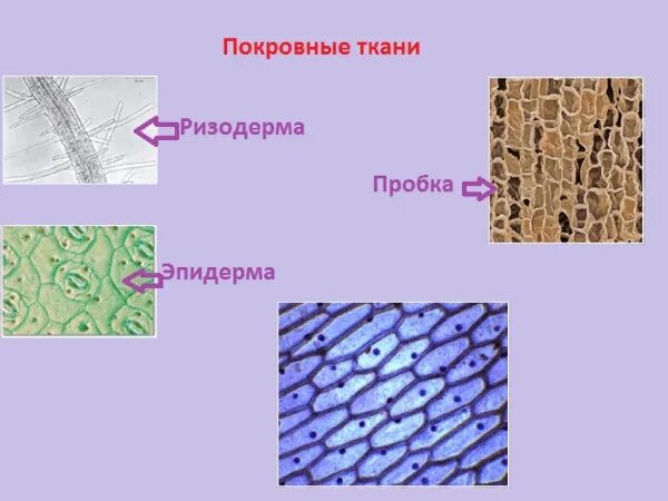 Покровная ткань фото Картинки 3 ФУНКЦИИ ПОКРОВНОЙ ТКАНИ РАСТЕНИЯ