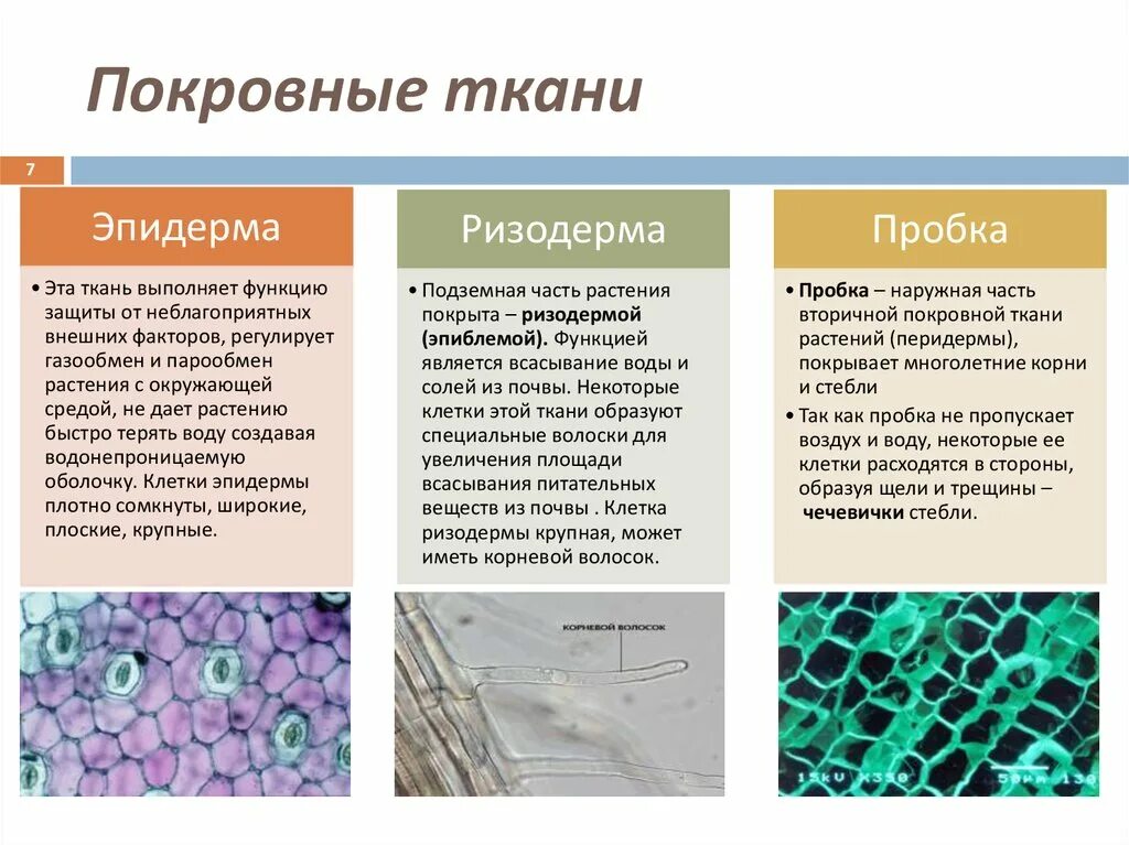 Покровная ткань фото Картинки ГДЕ ПОКРОВНАЯ ТКАНЬ