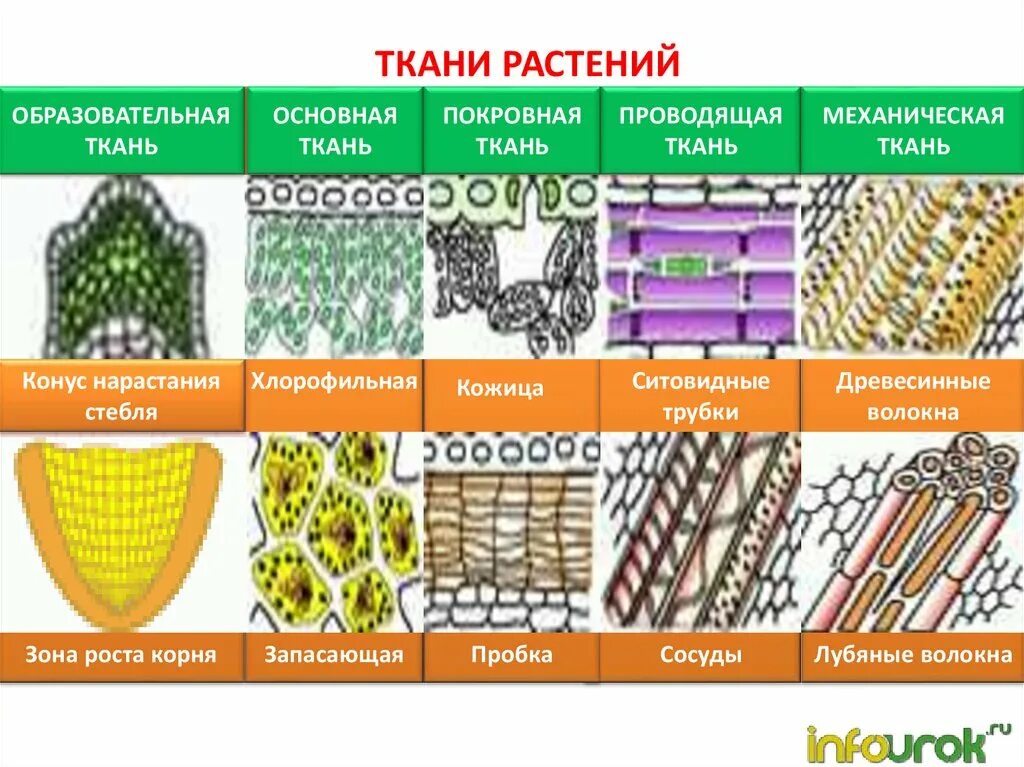 Покровная ткань фото биология 6 класс Картинки КАКИЕ ТКАНИ ОТНОСЯТ К ОБРАЗОВАТЕЛЬНЫМ