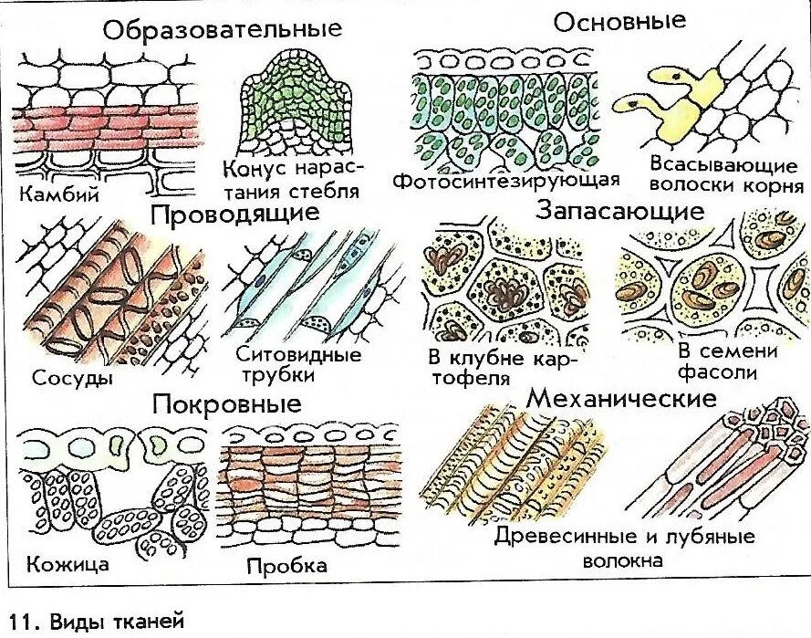 Покровная ткань фото биология 6 класс Механическая покровная проводящая основная ткани