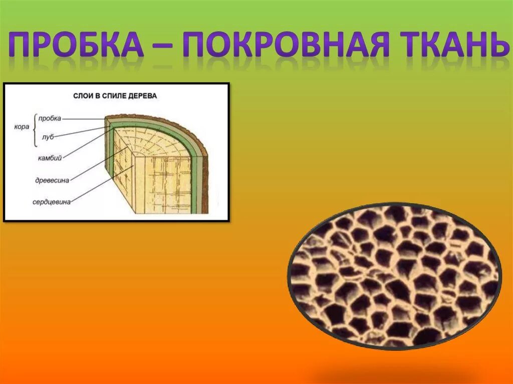 Покровная ткань фото биология 6 класс Срез пробки под микроскопом