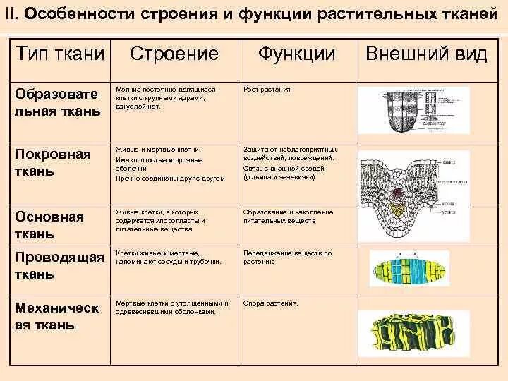 Покровная ткань фото биология 6 класс Основная функция механической ткани