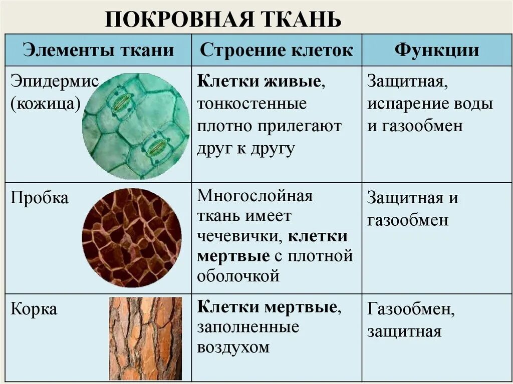 Покровная ткань фото биология 6 класс Картинки КАКАЯ ФУНКЦИЯ МЕХАНИЧЕСКИХ ТКАНЕЙ