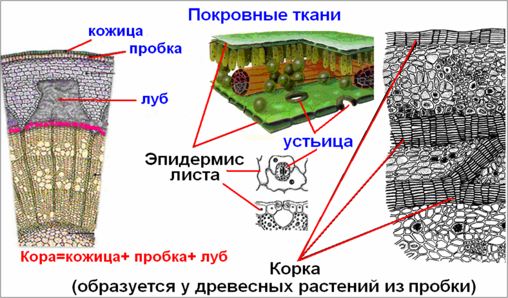 Покровная ткань фото биология 6 класс Выберите из списка покровные ткани - найдено 74 фото