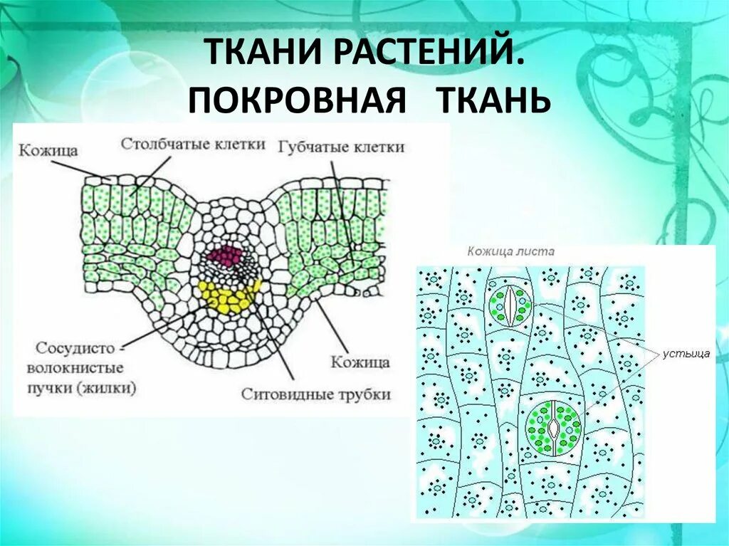 Покровная ткань фото биология 6 класс Образовательная покровная