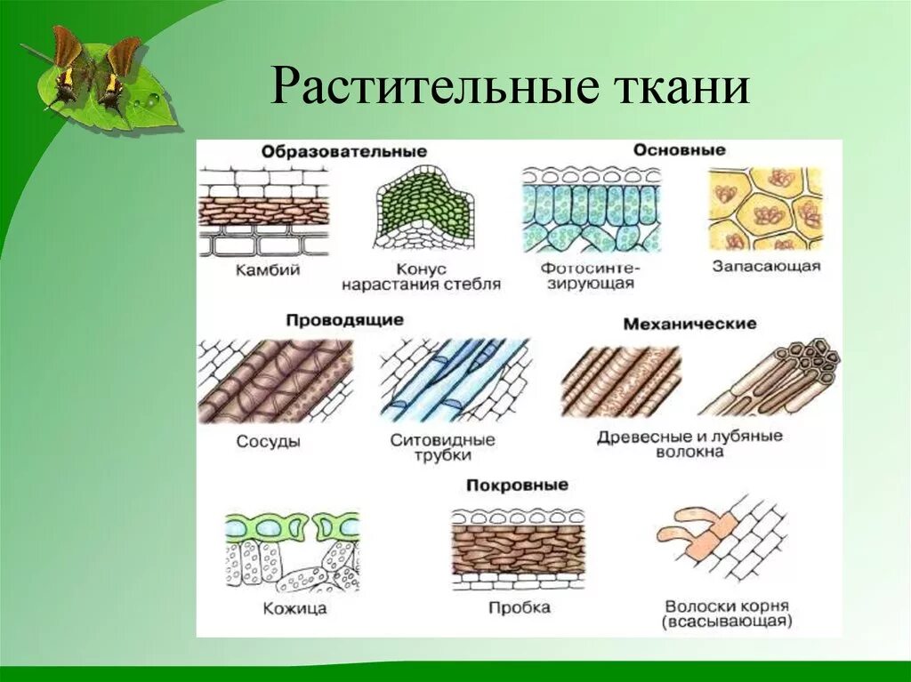 Механические и проводящие ткани растений.