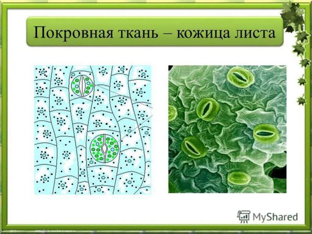 Покровная ткань фото биология 6 класс Покровные ткани простейших