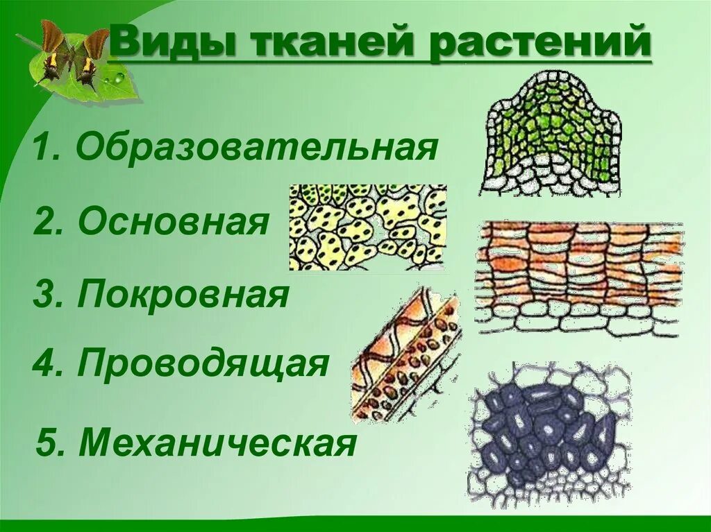 Покровная ткань фото биология 6 класс Картинки МЕХАНИЧЕСКАЯ ПОКРОВНАЯ ПРОВОДЯЩАЯ ОСНОВНАЯ ОБРАЗОВАТЕЛЬНАЯ ТКАНИ