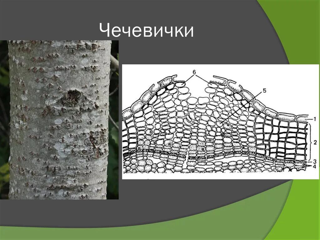 Покровная ткань фото биология 6 класс Покровные ткани чечевички