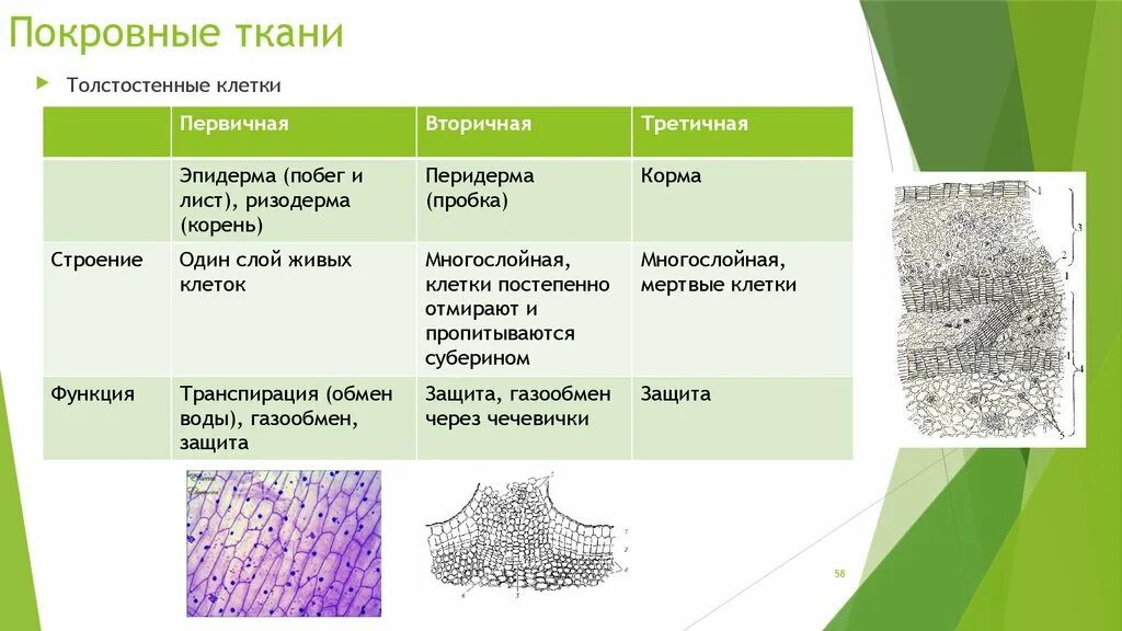 Покровная ткань фото биология 6 класс Характеристика покровной ткани