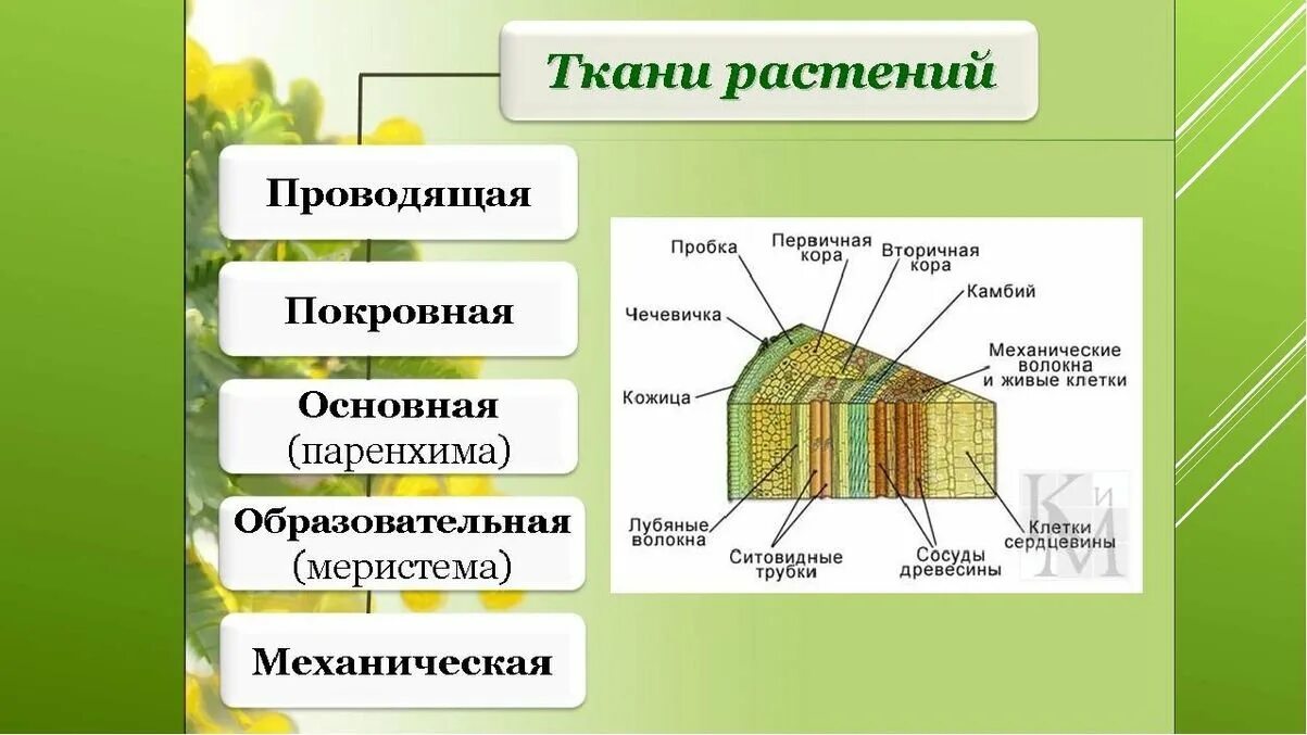 Покровная ткань фото биология 6 класс Картинки ПРИМЕРЫ ОБРАЗОВАТЕЛЬНЫХ ТКАНЕЙ РАСТЕНИЙ