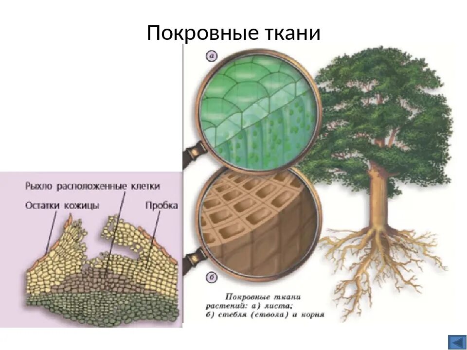 Покровная ткань фото биология 6 класс Покровная пробка