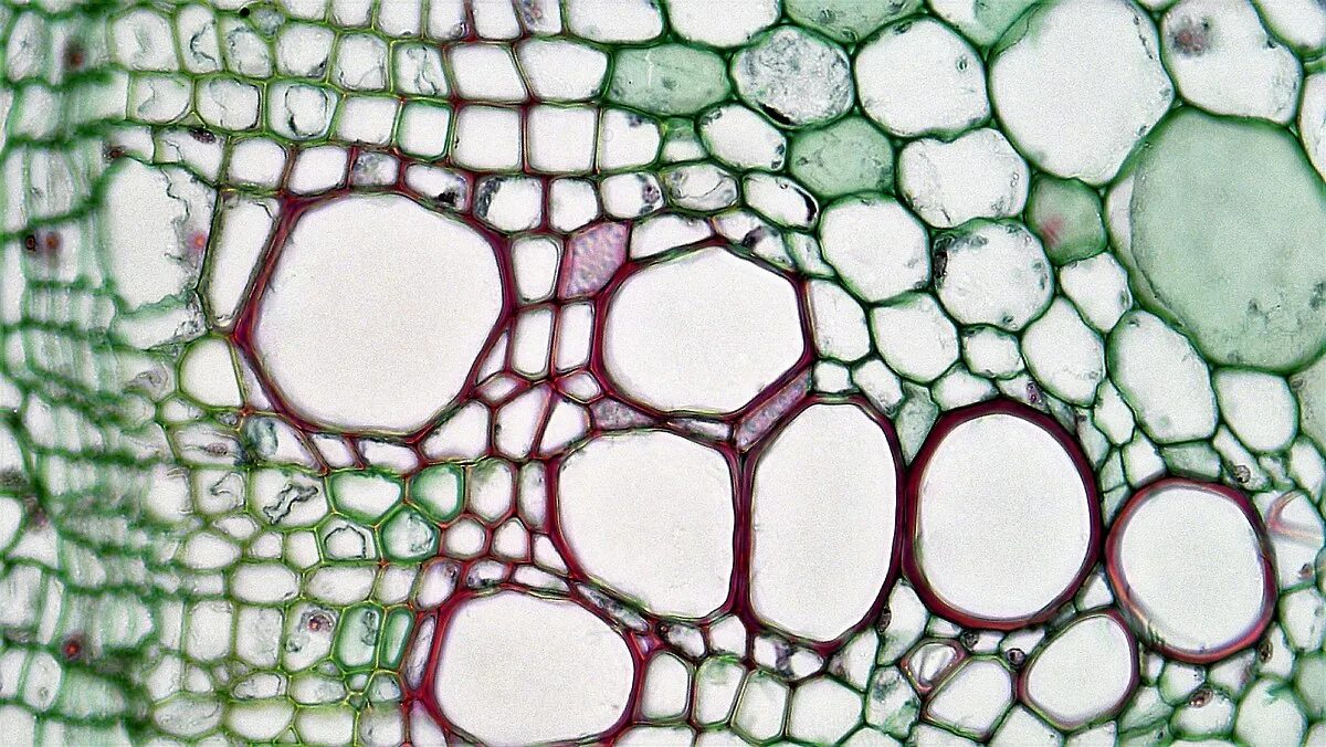 Покровная ткань фото под микроскопом Bestand:Herbaceoaus Dicot Stem Xylem Vessels in Older Richinus (35474133884).jpg