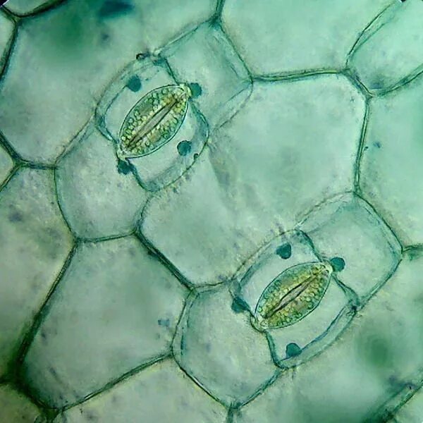 Покровная ткань фото под микроскопом Longitudinal section of stained plant cell stomata Natura, Biologia, Scienza