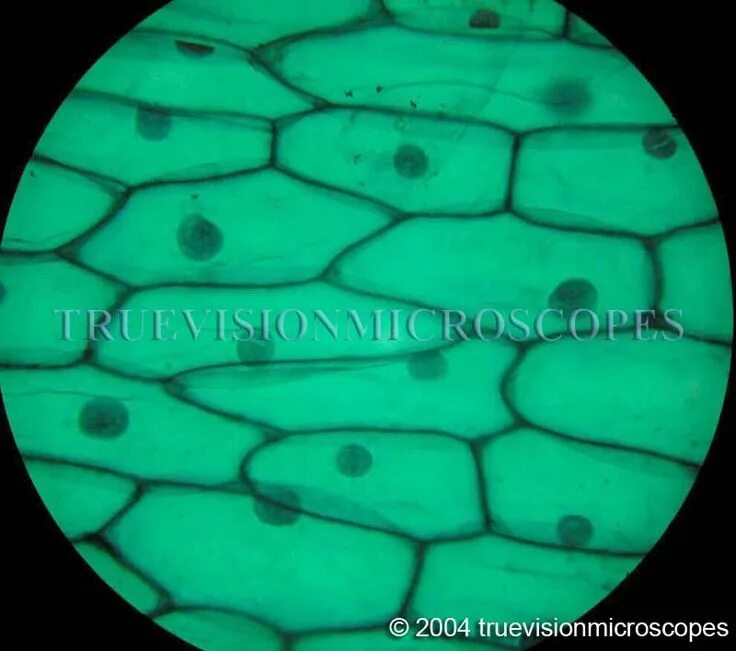 Покровная ткань фото под микроскопом plant cells under a microscope - Google Search Plant cell, Things under a micros