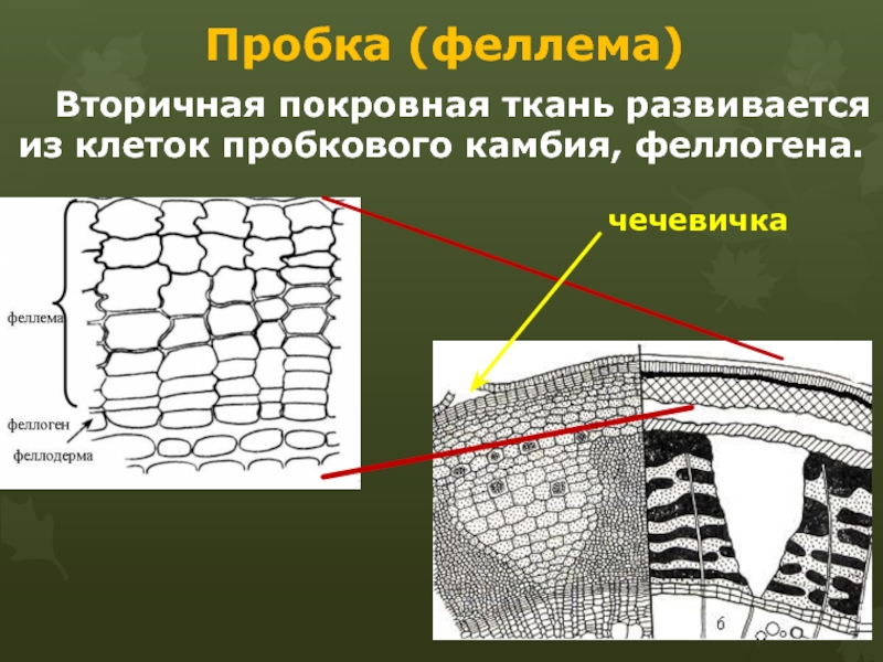 Покровная ткань настоящая фото Первичная покровная ткань корня