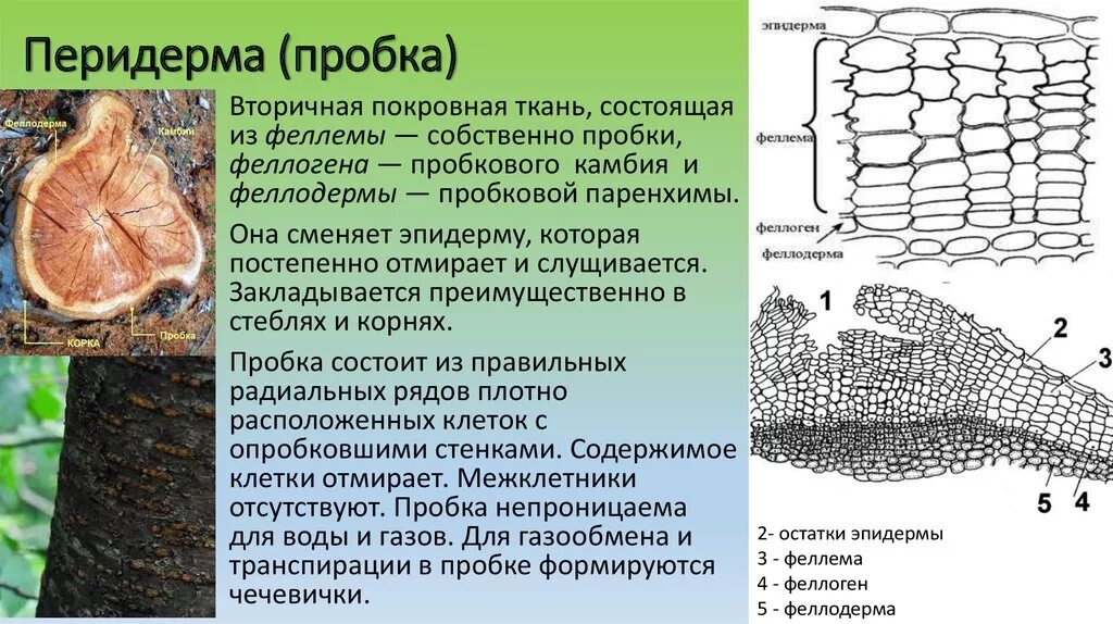 Покровная ткань настоящая фото Строение пробки покровной ткани